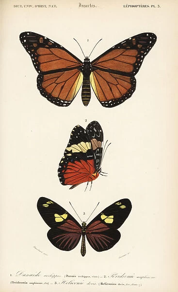 Monarch, red cracker and doris longwing butterflies
