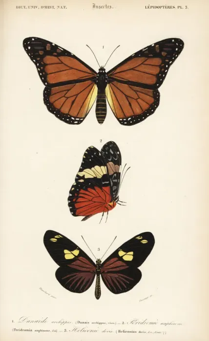 Framed Print : Monarch, red cracker and doris longwing butterflies Framed Print : Monarch, red cracker and doris longwing butterflies