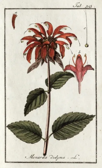 Framed Print : Monarda didyma L Framed Print : Monarda didyma L