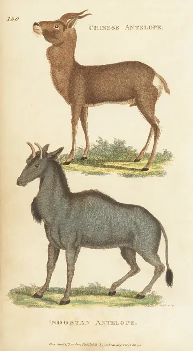 Framed Print : Mongolian gazelle and nilgai Framed Print : Mongolian gazelle and nilgai