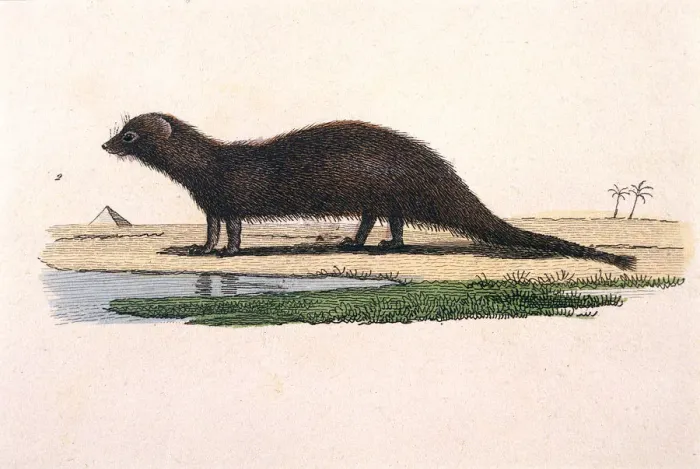 Framed Print : MONGOOSE. A mongoose Date: circa 1840 Framed Print : MONGOOSE. A mongoose Date: circa 1840