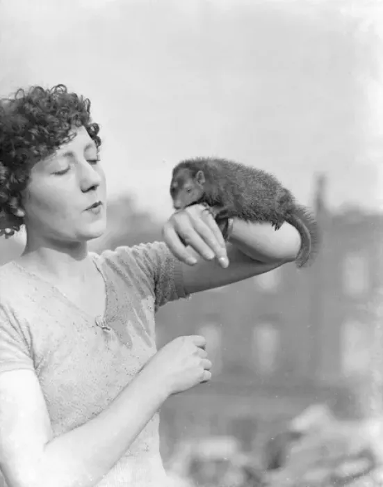 Framed Print : A Mongoose on the Arm Framed Print : A Mongoose on the Arm