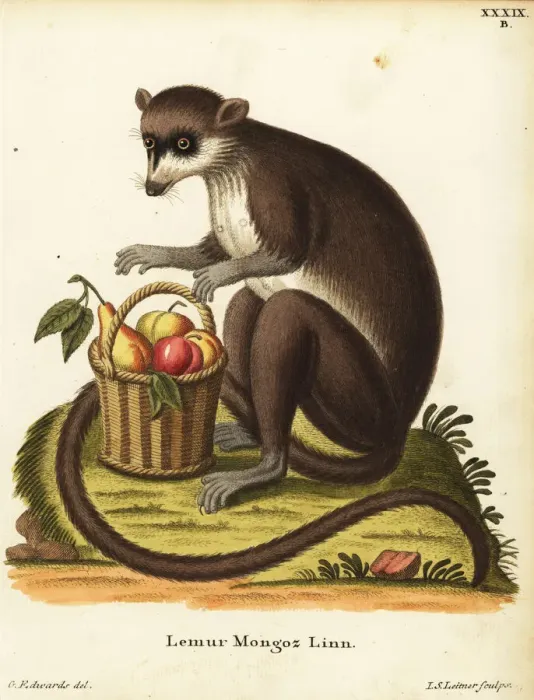Framed Print : Mongoose lemur, Eulemur mongoz. Critically endangered Framed Print : Mongoose lemur, Eulemur mongoz. Critically endangered