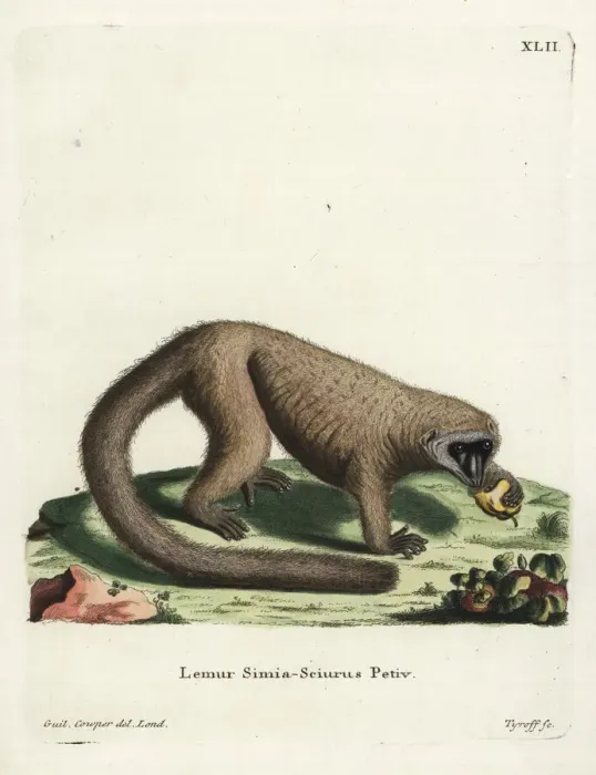 Framed Print : Mongoose lemur, Eulemur mongoz. Critically endangered Framed Print : Mongoose lemur, Eulemur mongoz. Critically endangered