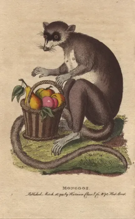 Framed Print : Mongooz or mongoose with a basket of ripe fruit Framed Print : Mongooz or mongoose with a basket of ripe fruit