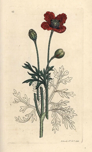 Mongrel poppy or round pricklyhead poppy, Papaver hybridum