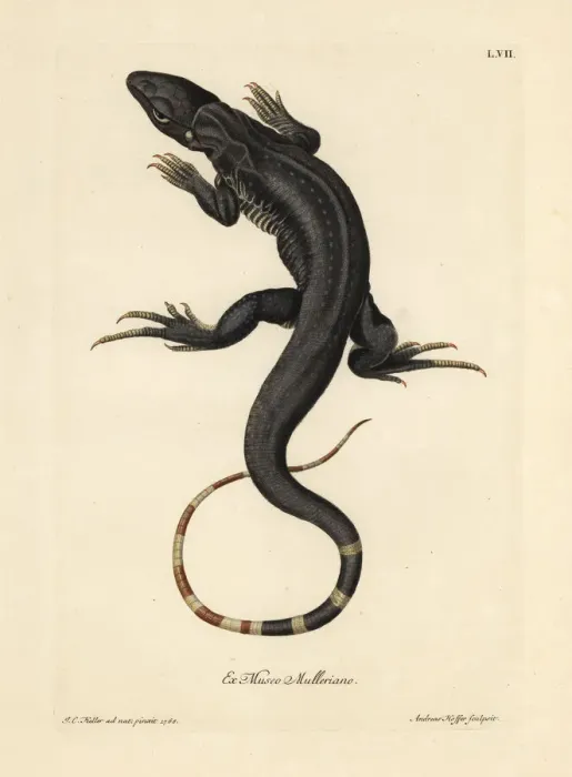 Framed Print : Monitor lizard, Varanus species Framed Print : Monitor lizard, Varanus species