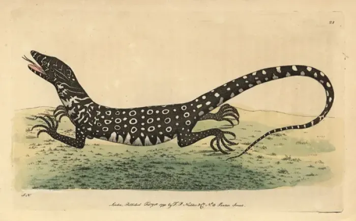 Framed Print : Monitor or monitory lizard, Lacerta monitor Framed Print : Monitor or monitory lizard, Lacerta monitor