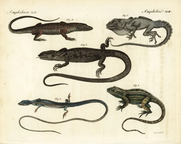 Framed Print : Monitors and lizards Framed Print : Monitors and lizards