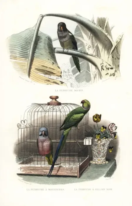 Framed Print : Monk parakeet, red-breasted parakeet and rose-ringed Framed Print : Monk parakeet, red-breasted parakeet and rose-ringed