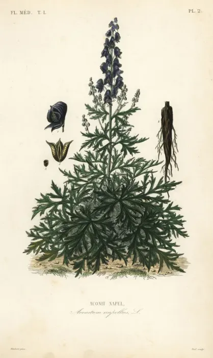 Framed Print : Monk s-hood, aconite or wolfsbane Framed Print : Monk s-hood, aconite or wolfsbane