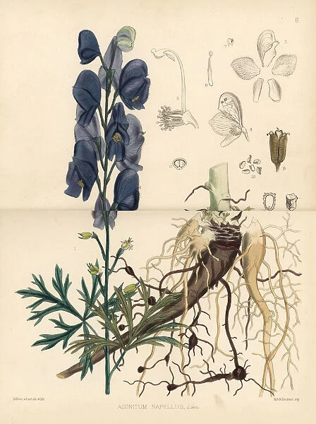 Monk s-hood, Aconitum napellus