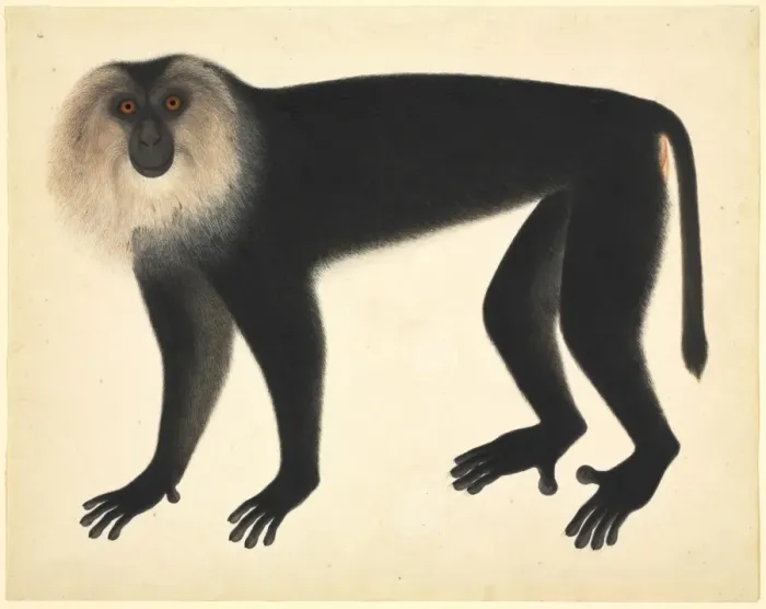 Framed Print : Monkey. Plate 72 of the John Reeves Collection of Zoological Drawings Framed Print : Monkey. Plate 72 of the John Reeves Collection of Zoological Drawings