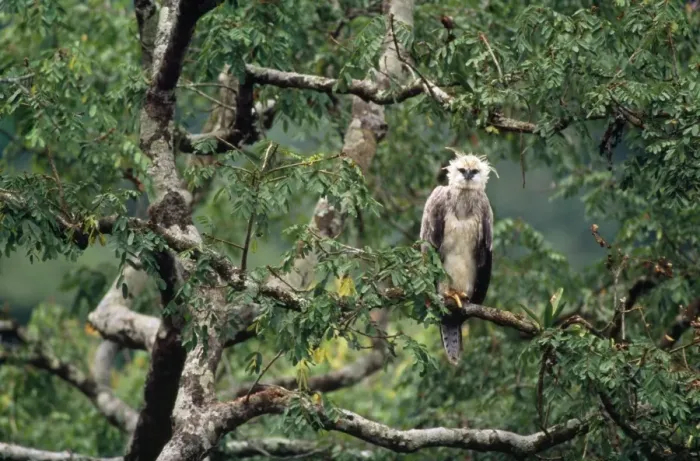 Framed Print : Monkey-eating / Philippine Eagle - in tree Framed Print : Monkey-eating / Philippine Eagle - in tree