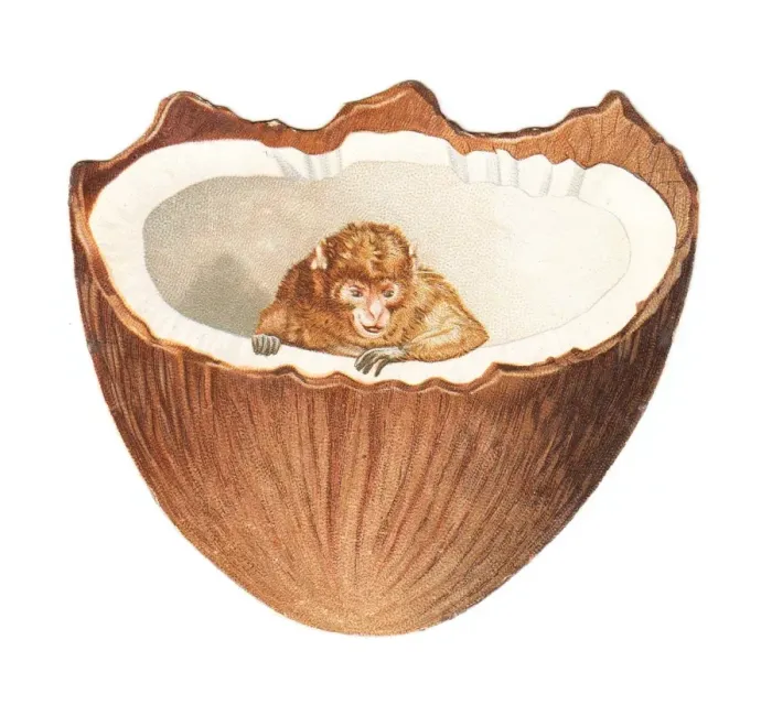 Framed Print : Monkey inside a coconut on a cutout greetings card Framed Print : Monkey inside a coconut on a cutout greetings card