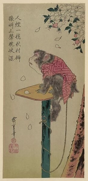 Monkey on a leash and cherry blossoms