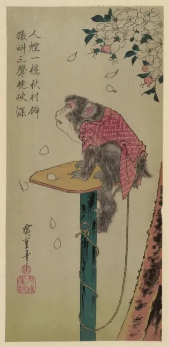 Framed Print : Monkey on a leash and cherry blossoms Framed Print : Monkey on a leash and cherry blossoms