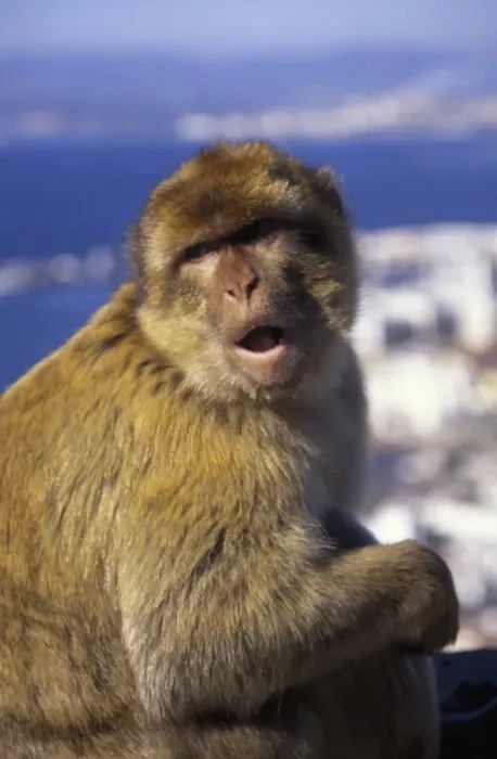 Framed Print : Monkey, possibly on the island of Gibraltar Framed Print : Monkey, possibly on the island of Gibraltar