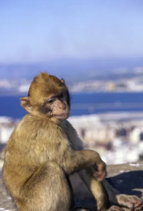Framed Print : Monkey, possibly on the island of Gibraltar Framed Print : Monkey, possibly on the island of Gibraltar