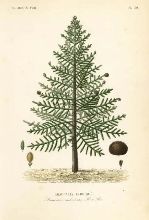Framed Print : Monkey puzzle tree, Araucaria araucana. Endangered Framed Print : Monkey puzzle tree, Araucaria araucana. Endangered