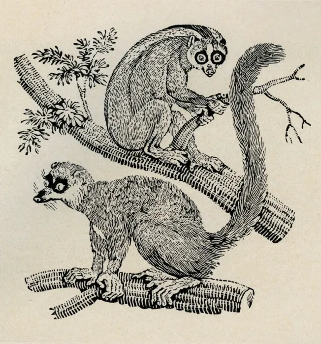 Framed Print : Monkeys. The Varied Monkey or Mona on tree branches. Artist: Thomas Bewick Framed Print : Monkeys. The Varied Monkey or Mona on tree branches. Artist: Thomas Bewick