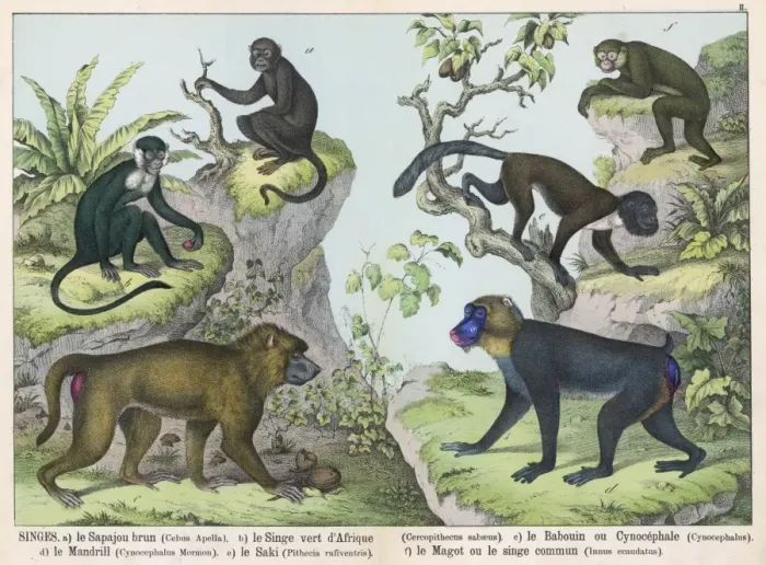 Framed Print : Six Monkeys Framed Print : Six Monkeys