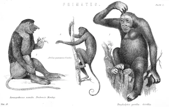 Framed Print : Monkeys & Gorilla Framed Print : Monkeys & Gorilla
