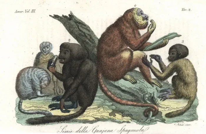 Framed Print : Monkeys of Guiana, South America, by Humboldt Framed Print : Monkeys of Guiana, South America, by Humboldt