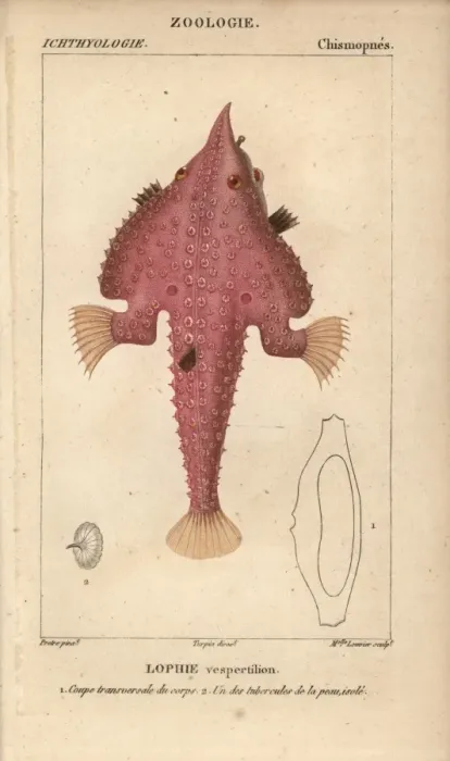 Framed Print : Monkfish, Lophius americanus Framed Print : Monkfish, Lophius americanus