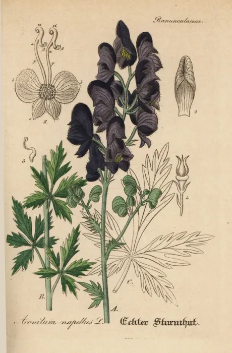 Framed Print : Monks hood, Aconitum napellus Framed Print : Monks hood, Aconitum napellus