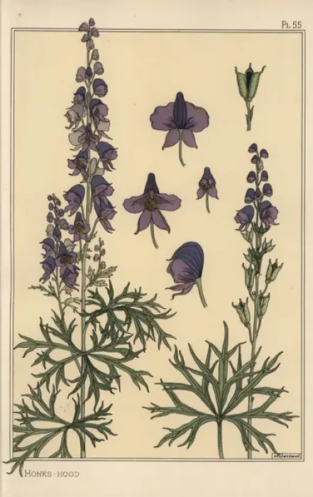 Framed Print : Monks hood botanical study Framed Print : Monks hood botanical study