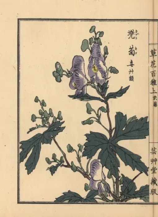 Framed Print : Monkshood, Aconitum napellus Framed Print : Monkshood, Aconitum napellus