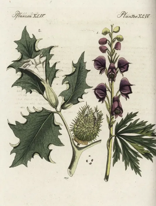 Framed Print : Monkshood and datura Framed Print : Monkshood and datura