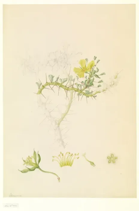 Framed Print : Monsonia sp Framed Print : Monsonia sp