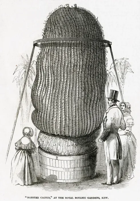 Framed Print : Monster Cactus at Kew Gardens 1846 Framed Print : Monster Cactus at Kew Gardens 1846