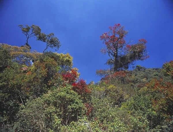 Montane rainforest canopy