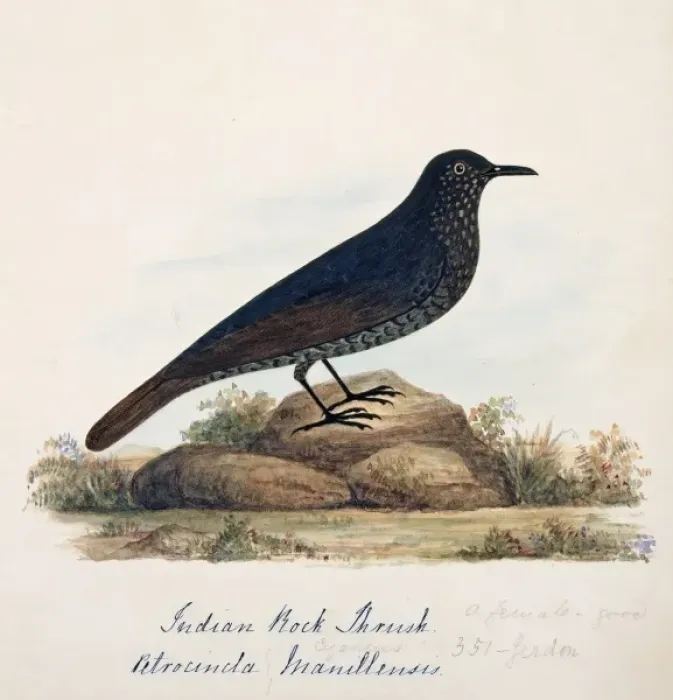 Framed Print : Monticola solitarius, blue rock thrush Framed Print : Monticola solitarius, blue rock thrush