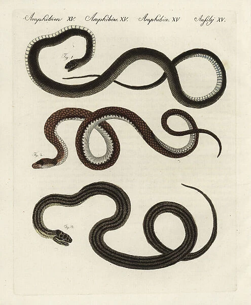 Montpelier, Aesculapian and four-lined snakes