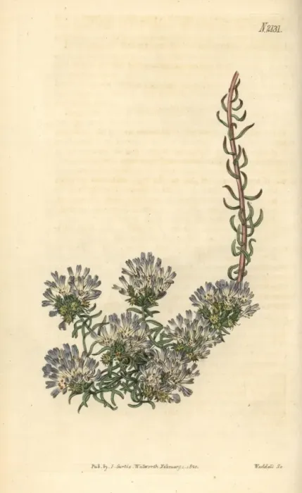 Framed Print : Montpelier coris, Coris monspeliensis Framed Print : Montpelier coris, Coris monspeliensis