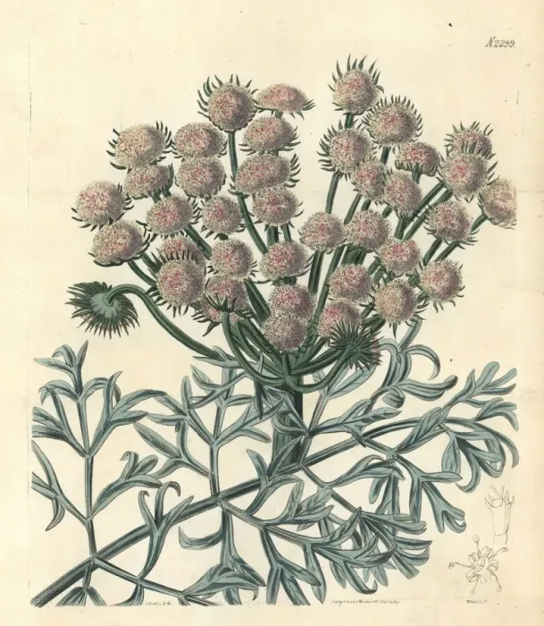 Framed Print : Moon carrot, Seseli gummiferum Framed Print : Moon carrot, Seseli gummiferum