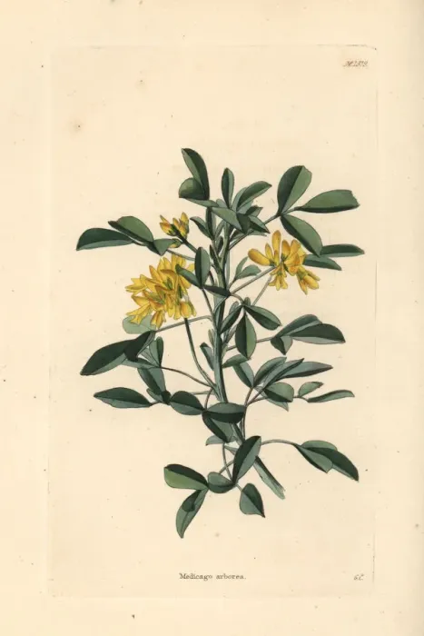 Framed Print : Moon trefoil or shrub medick, Medicago arborea Framed Print : Moon trefoil or shrub medick, Medicago arborea