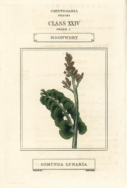 Moonwort, Botrychium lunaria