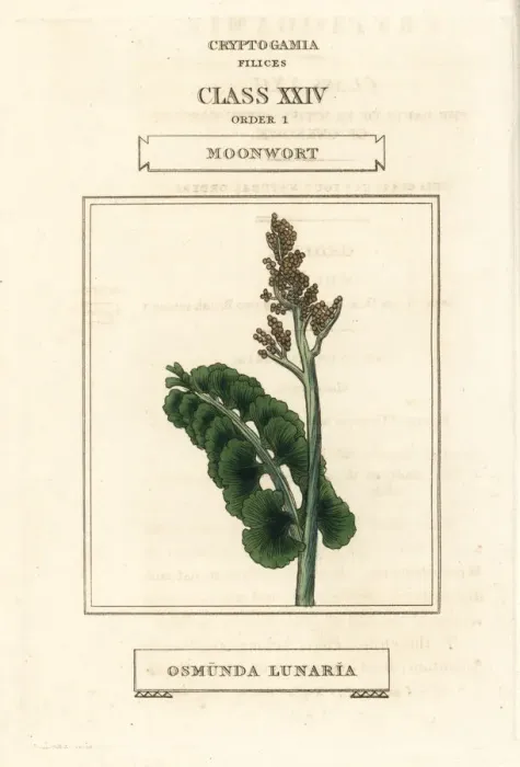 Framed Print : Moonwort, Botrychium lunaria Framed Print : Moonwort, Botrychium lunaria