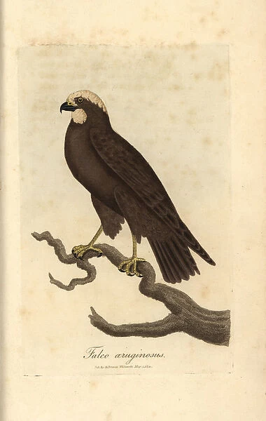 Moor buzzard, Falco aeruginosus, marsh harrier