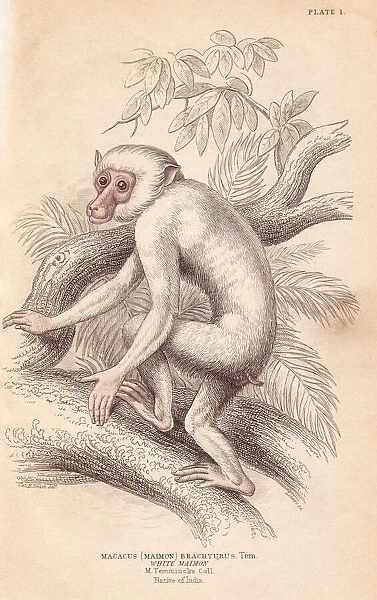 Moor macaque, Macaca maura, albino?