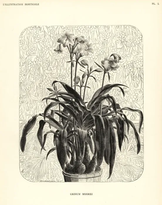 Framed Print : Moores crinum, Crinum moorei Framed Print : Moores crinum, Crinum moorei