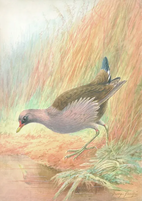 Framed Print : Moorhen by George Rankin Framed Print : Moorhen by George Rankin