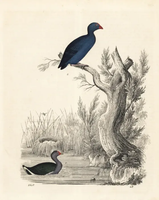 Framed Print : Moorhen and purple swamphen Framed Print : Moorhen and purple swamphen