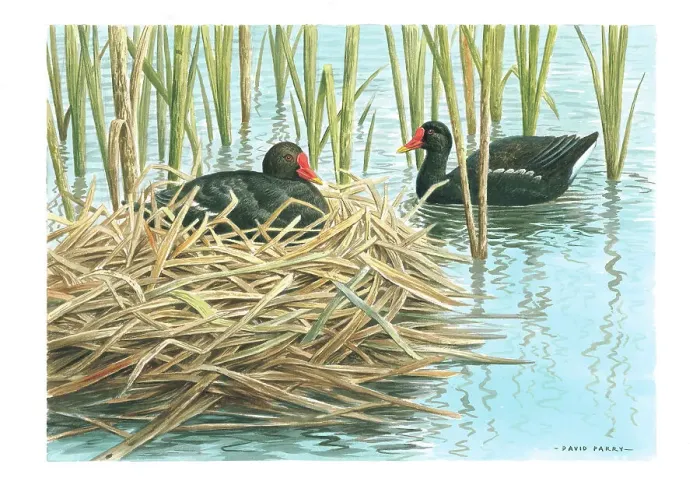 Framed Print : Moorhens by David Parry Framed Print : Moorhens by David Parry