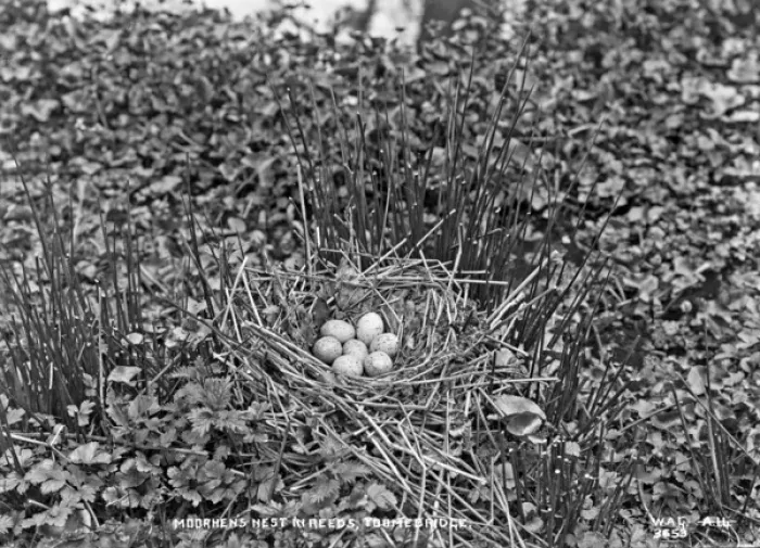 Framed Print : Moorhens Nest in Reeds, Toomebridge Framed Print : Moorhens Nest in Reeds, Toomebridge